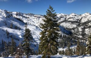 A large pine tree breaks up a clear blue day in the snowy Rocky mountains. 