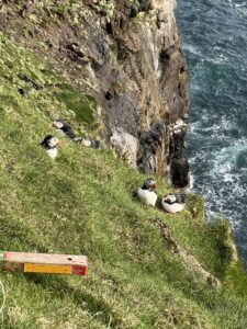 Puffins in Faroe Islands
