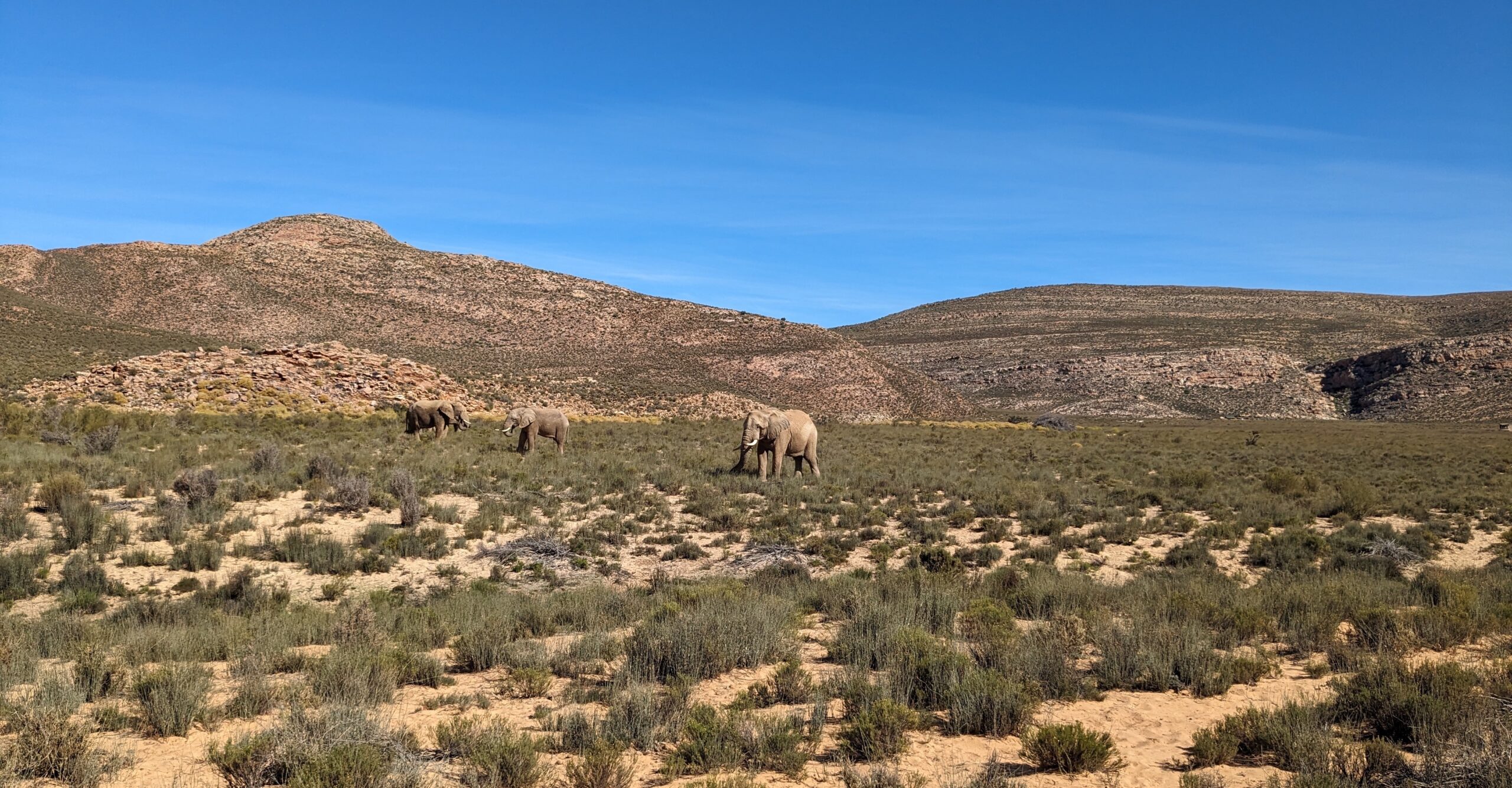 Elephants at Aquila Gave Reserve
