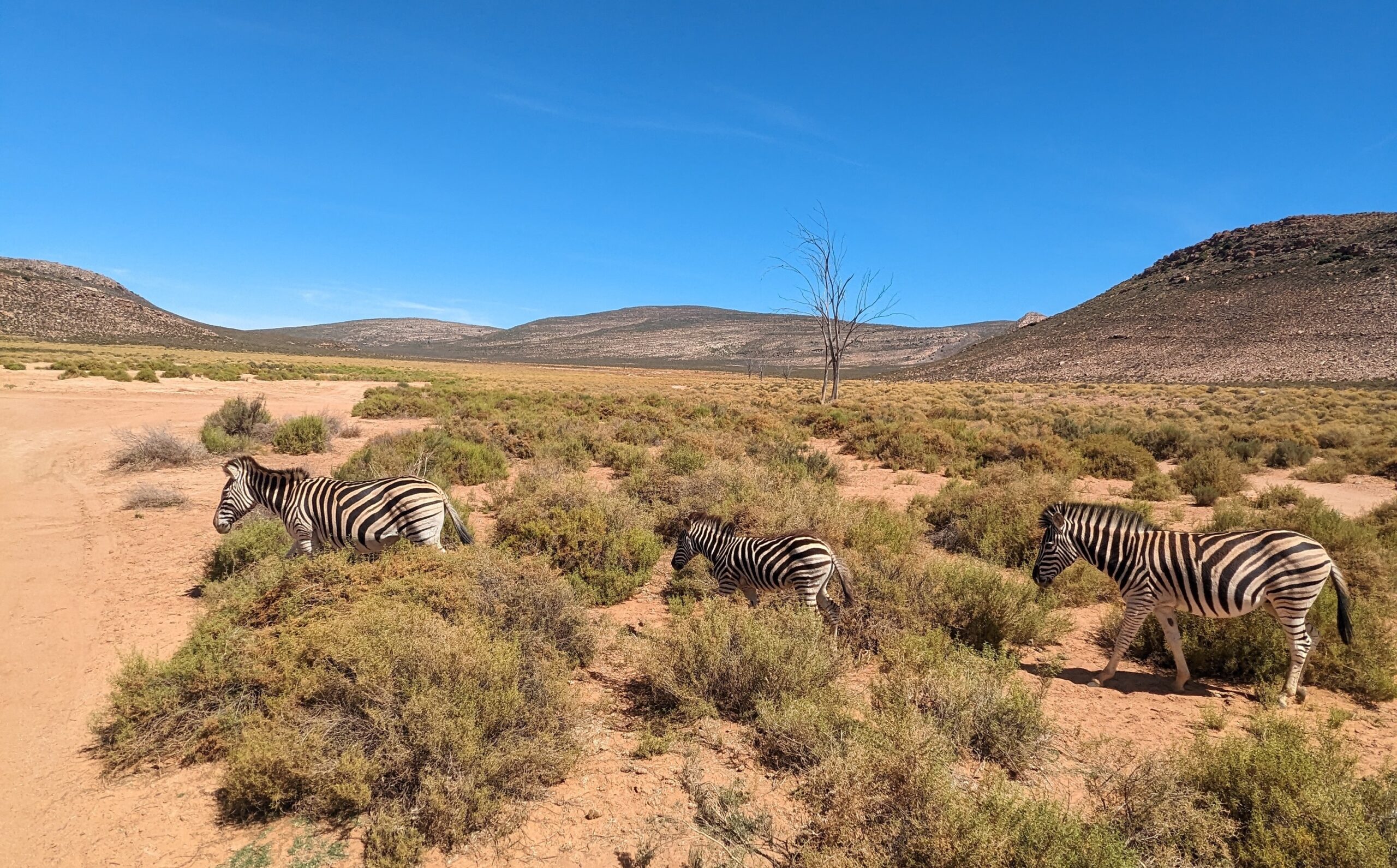 Zebras at Aquila Gave Reserve