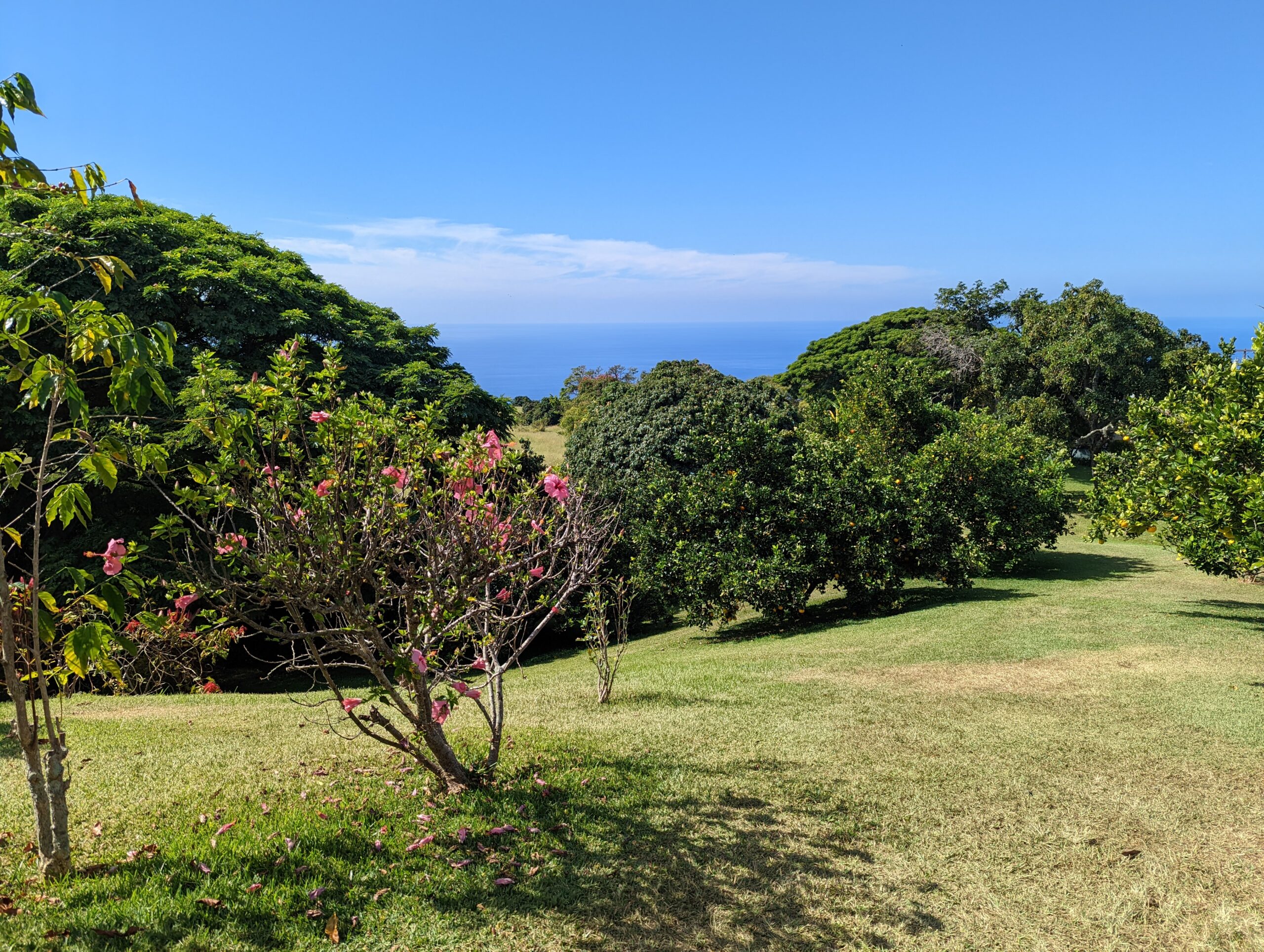 coffee farm in Kona, Hawaii 