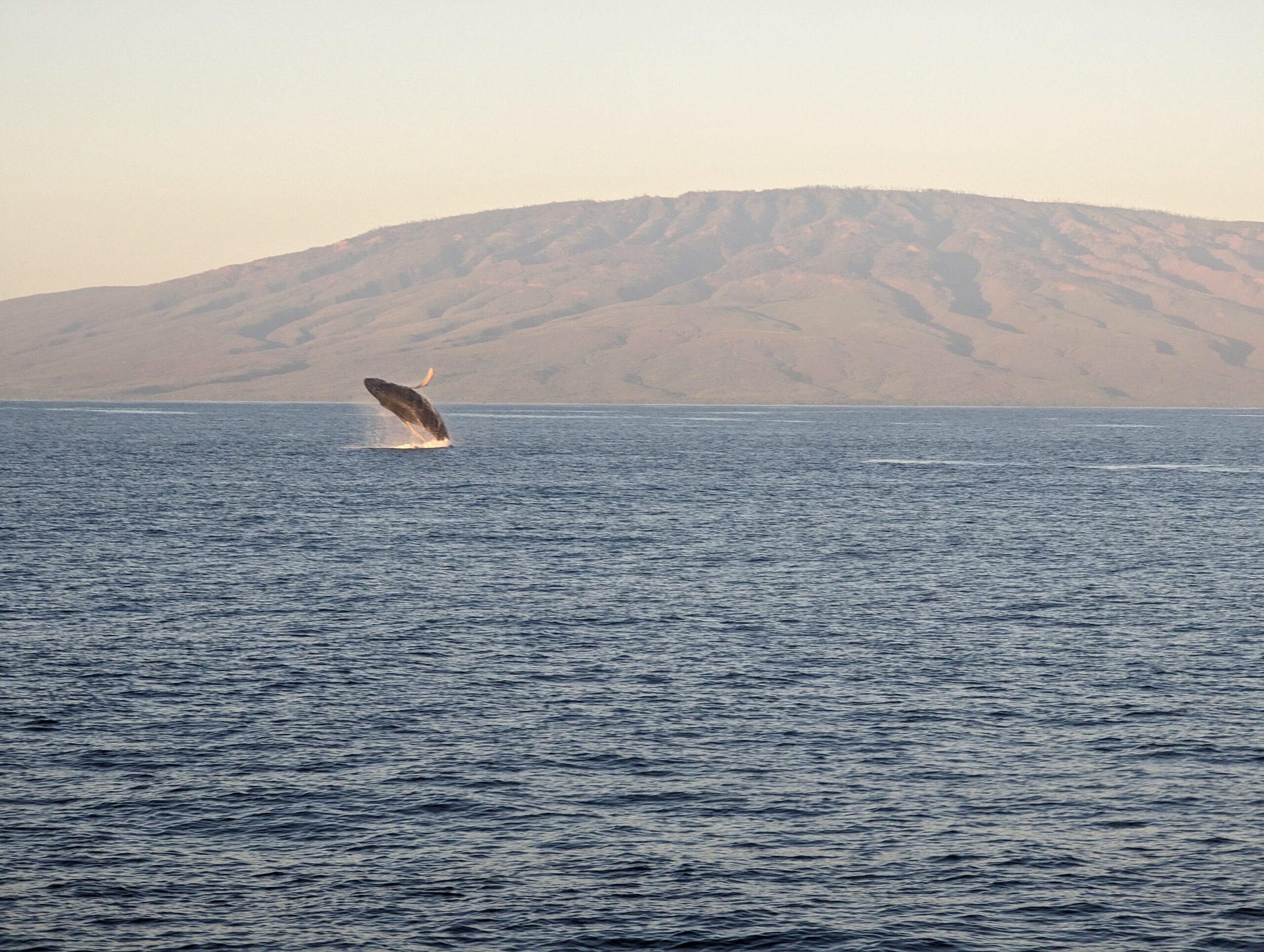 Humpback whale breaching in Maui, Hawaii