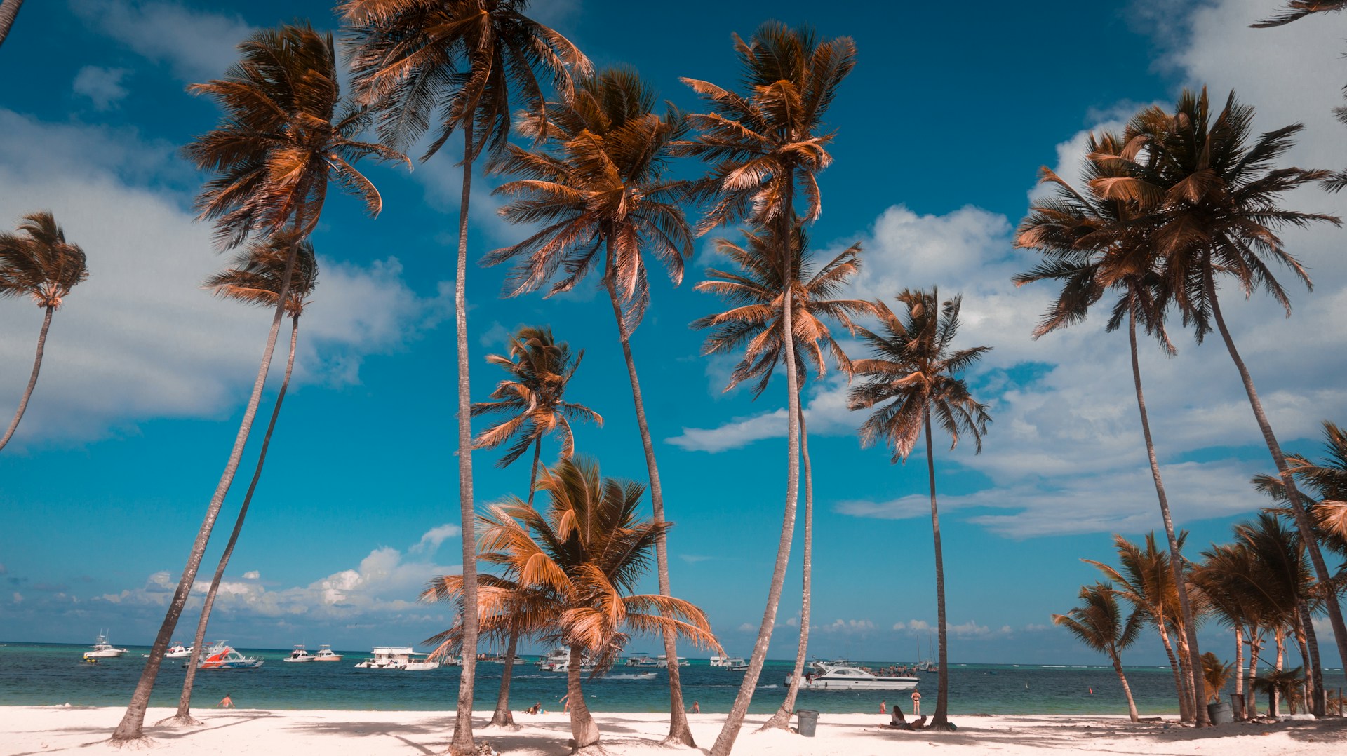 a group of palm trees on a beach