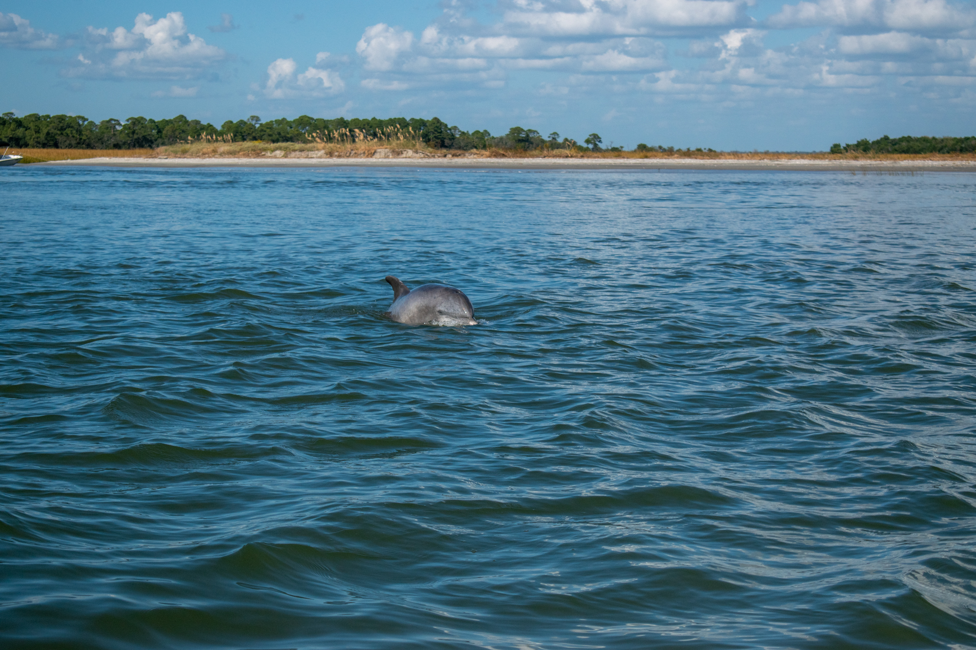 A dolphin breaches in front of a sandy beach on the coast of Charleston. 