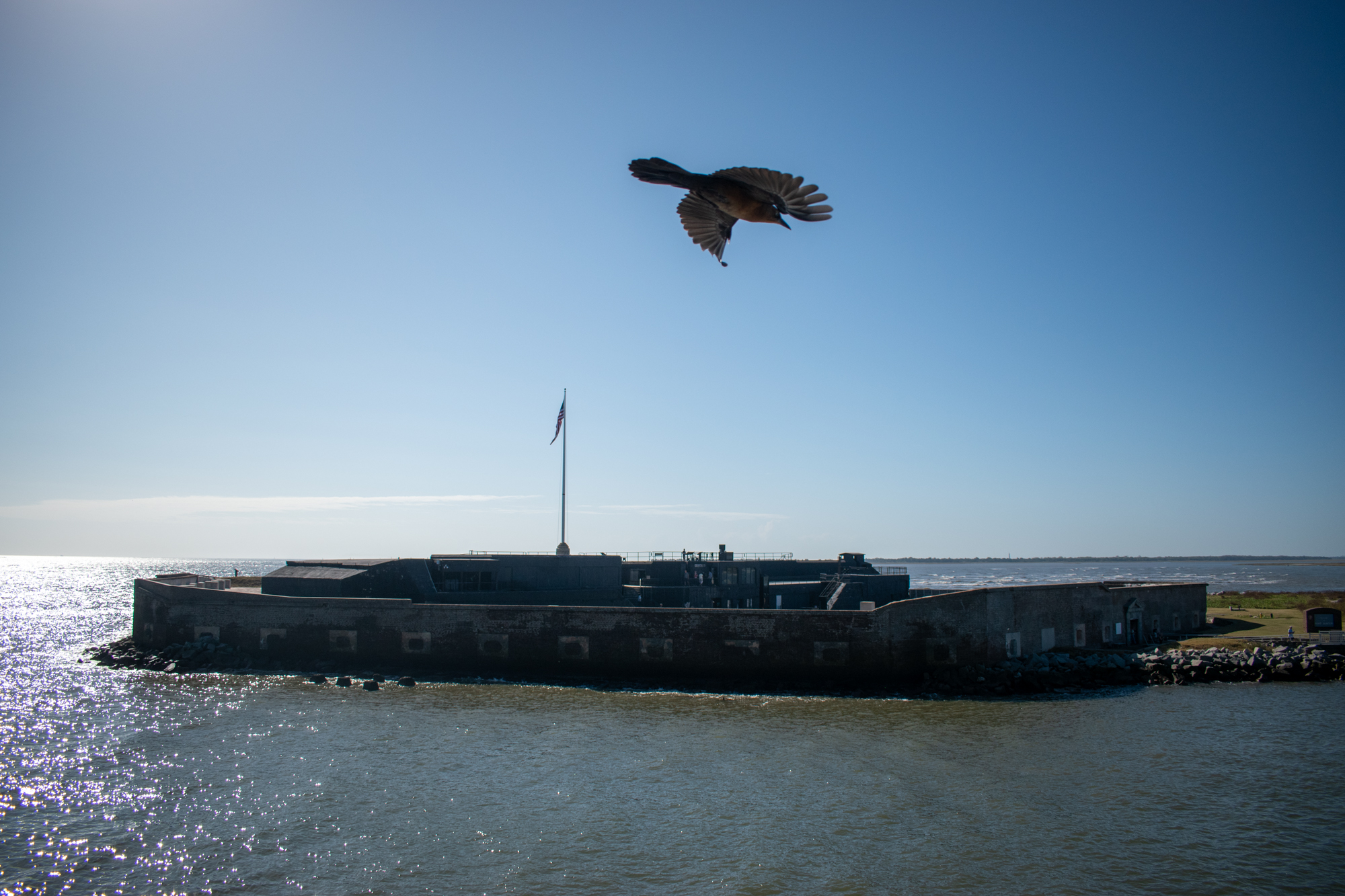 Fort Sumter from the ferry deck as a bird approaches in the foreground